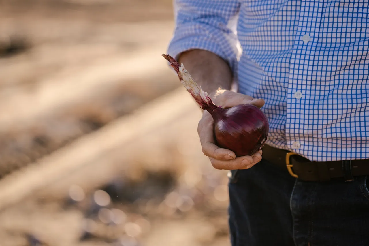 Onion Harvest