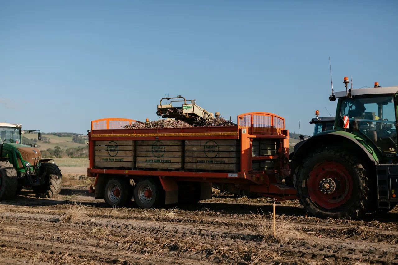 Onion Harvest