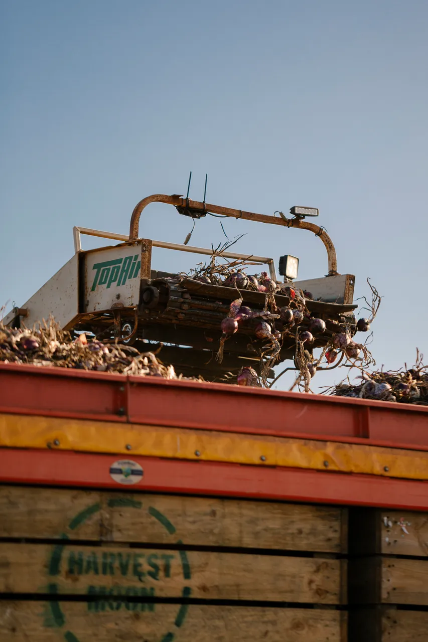 Onion Harvest