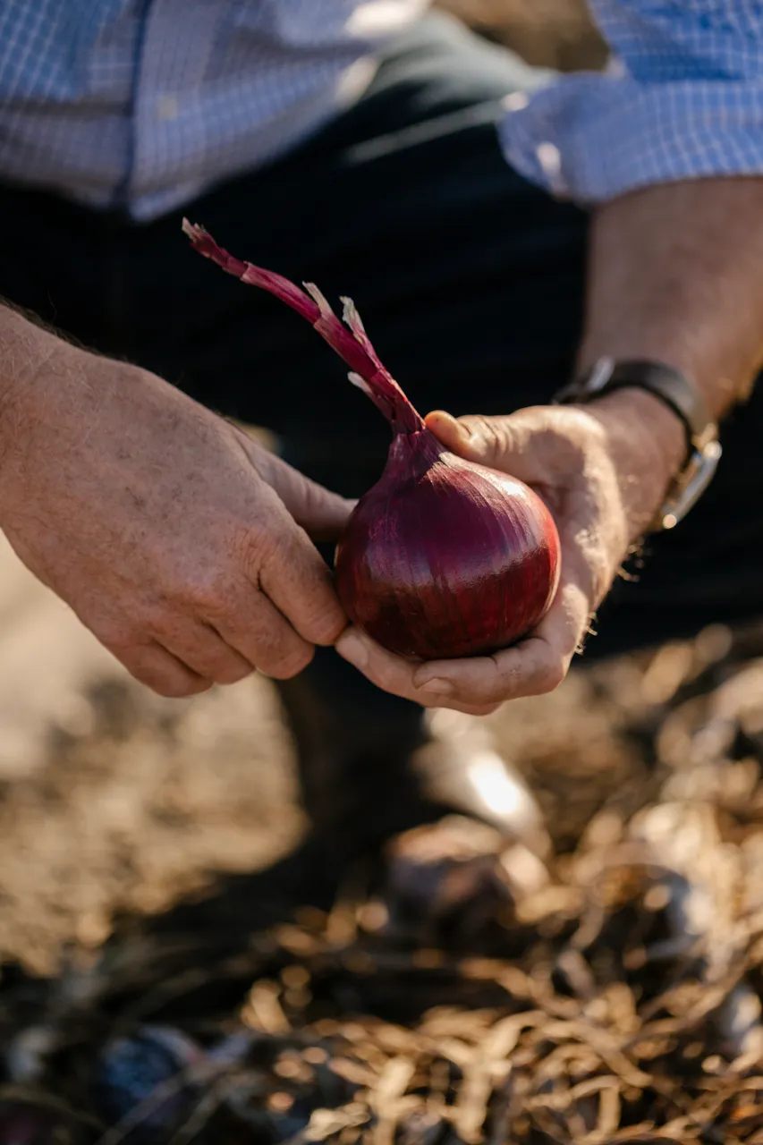 Onion Harvest