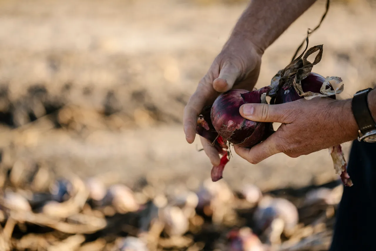 Onion Harvest