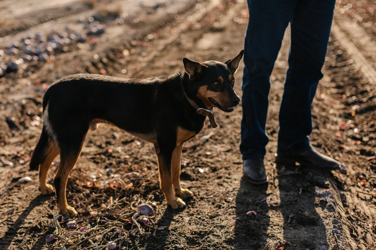 Farm Dog