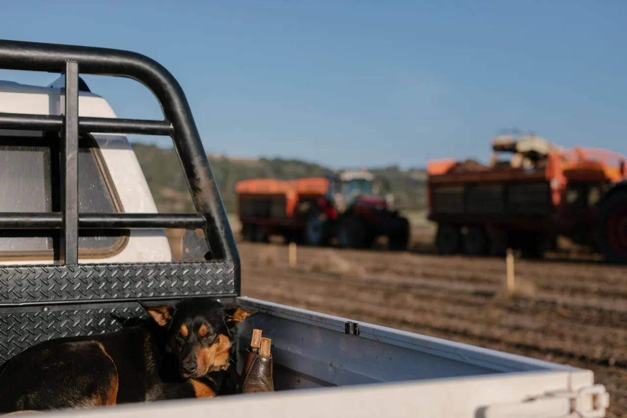 Farm Dog