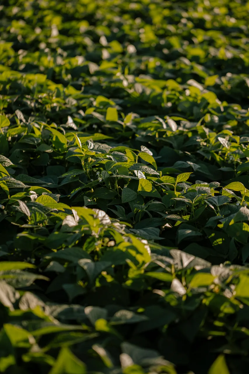 Crops