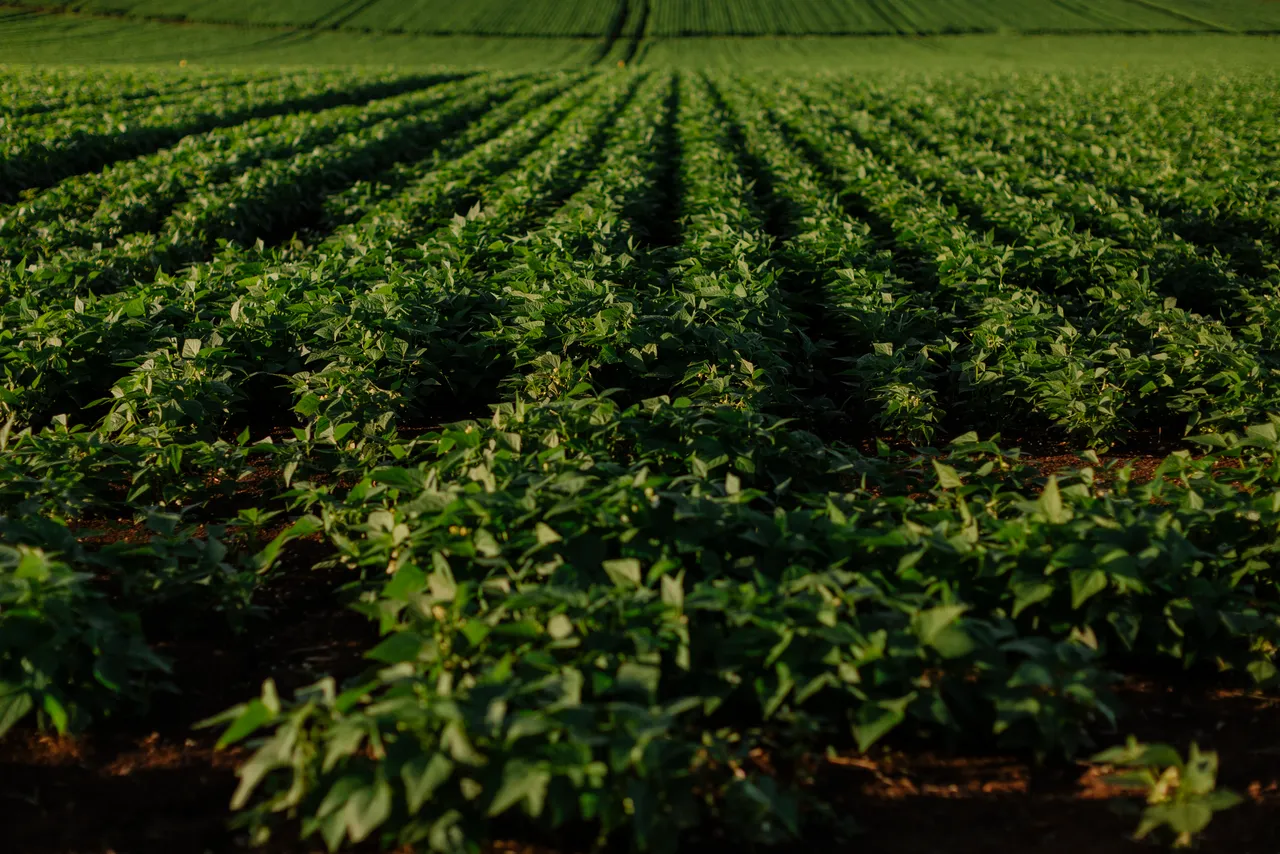 Crops