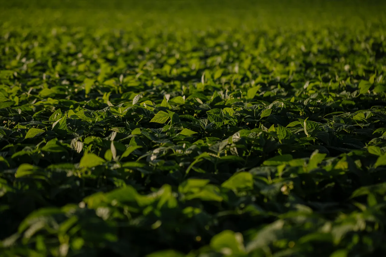Crops
