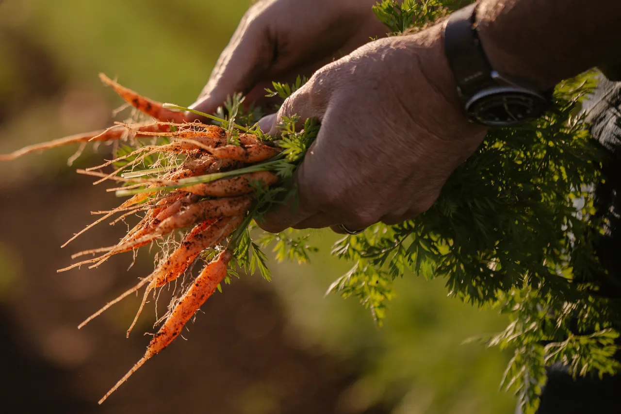 Carrot Farm