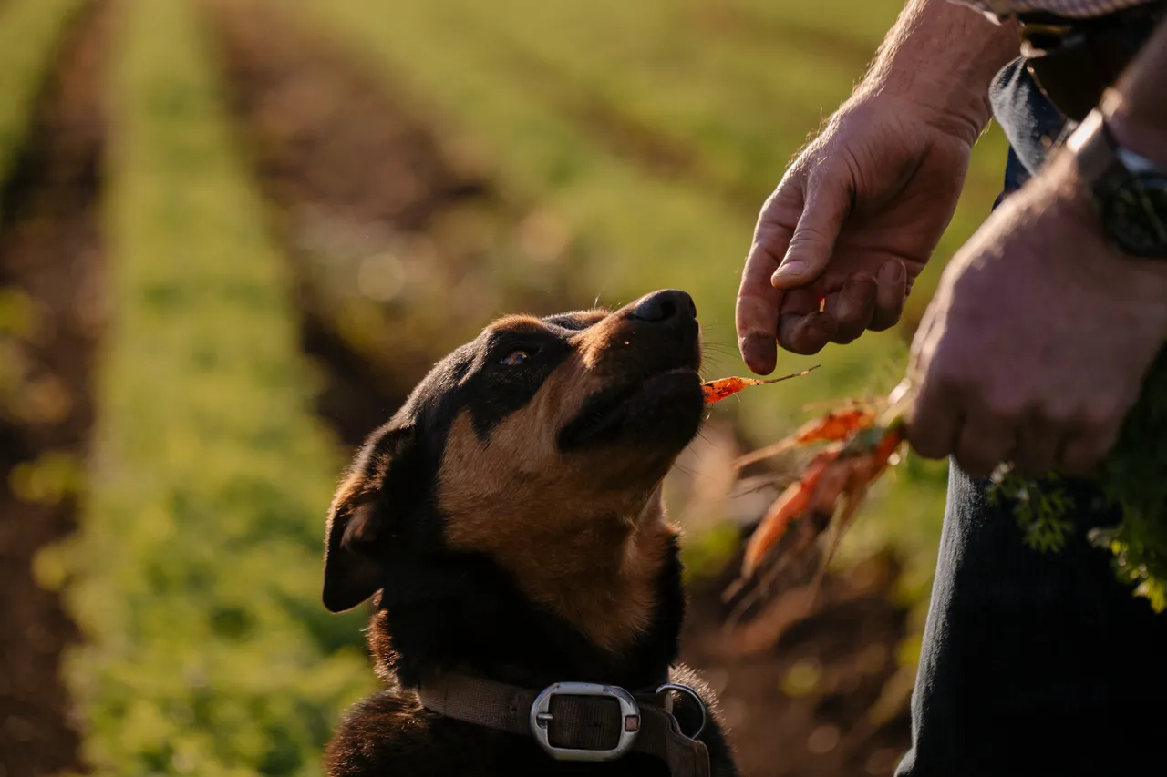 Carrot Farm