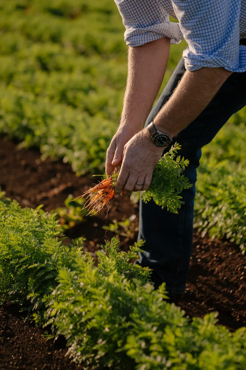 Carrot Farm