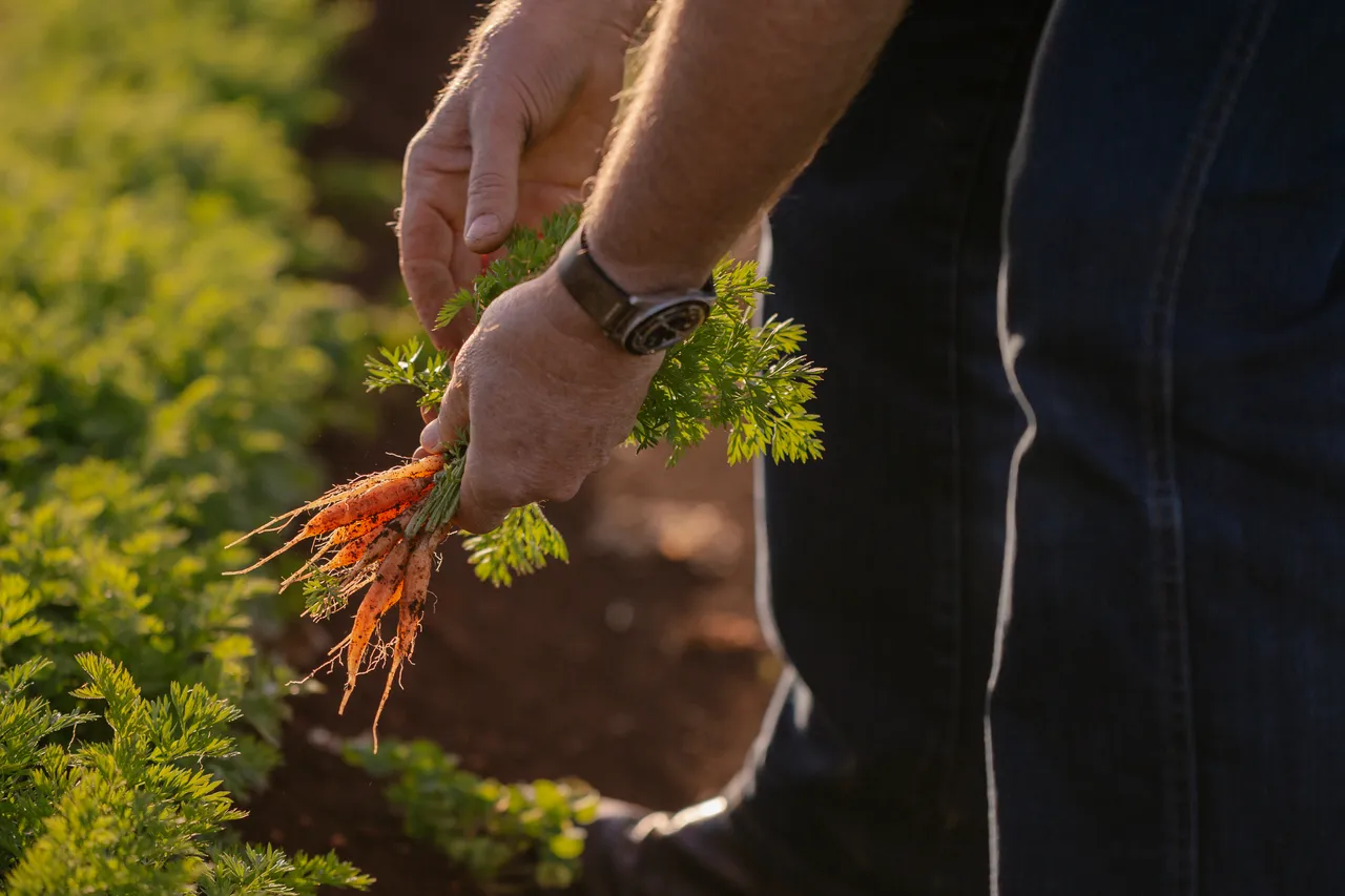 Carrot Farm