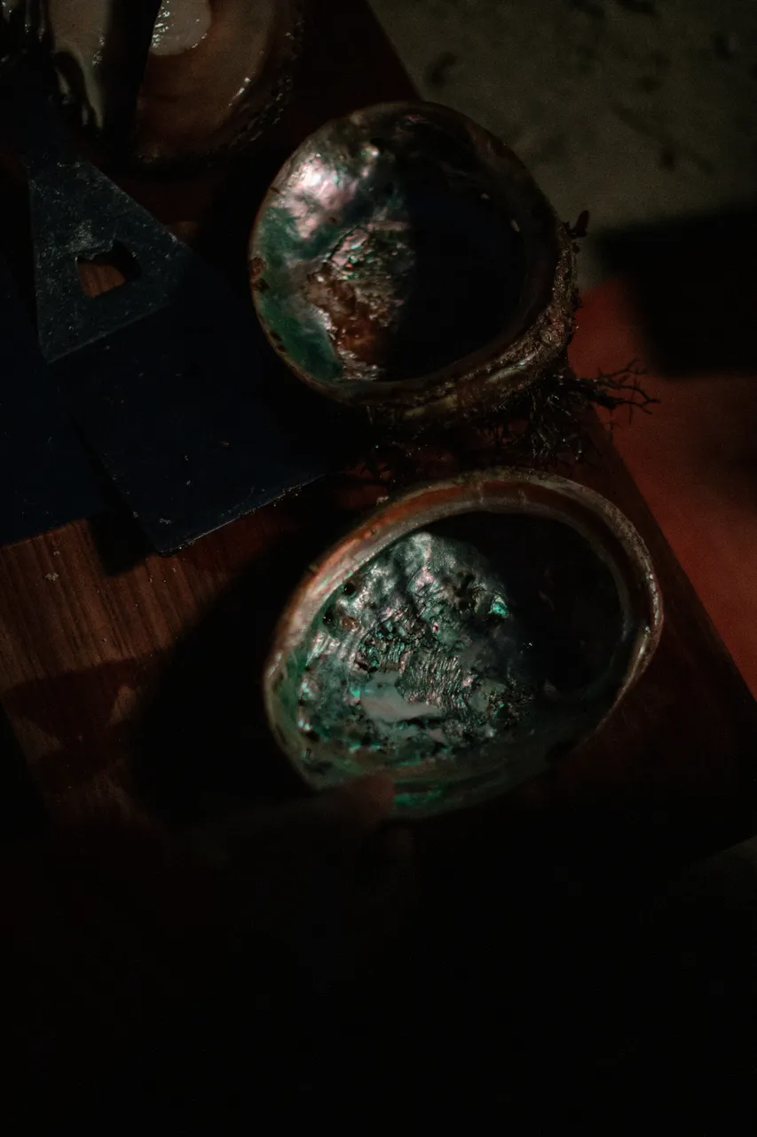 Abalone Shell