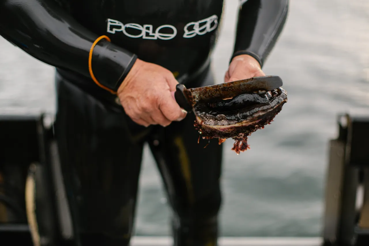 Abalone Diver