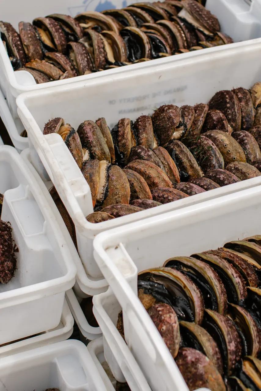 Black Lipped Abalone