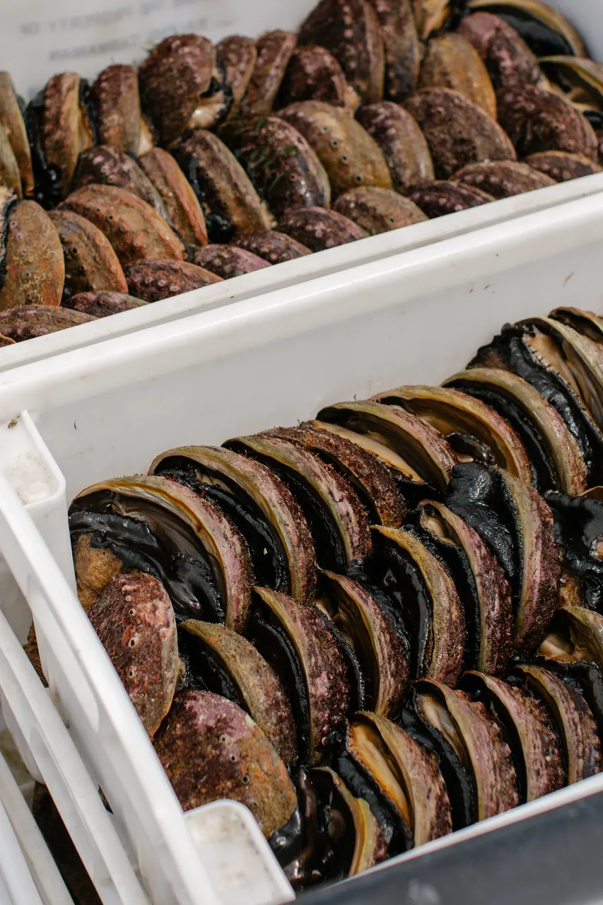 Black Lipped Abalone