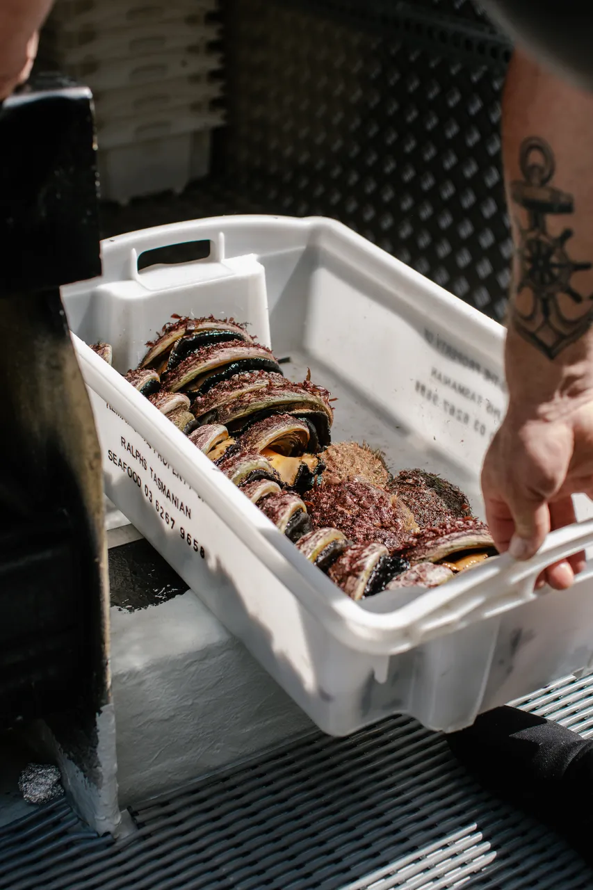 Black Lipped Abalone