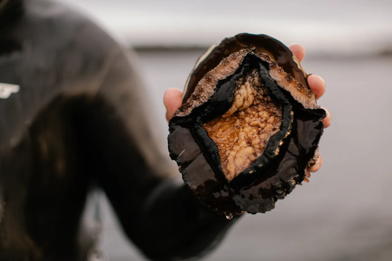 Black Lipped Abalone