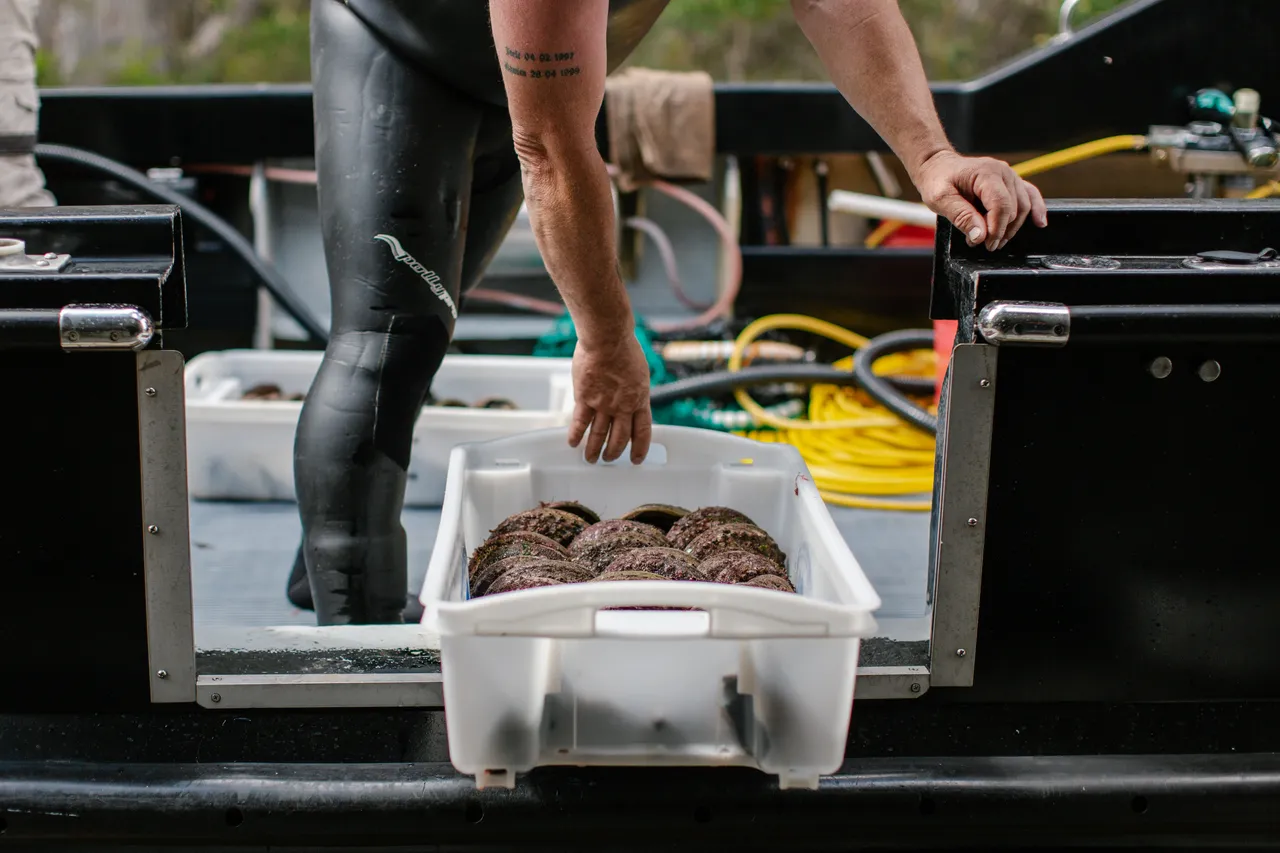 Abalone Diver