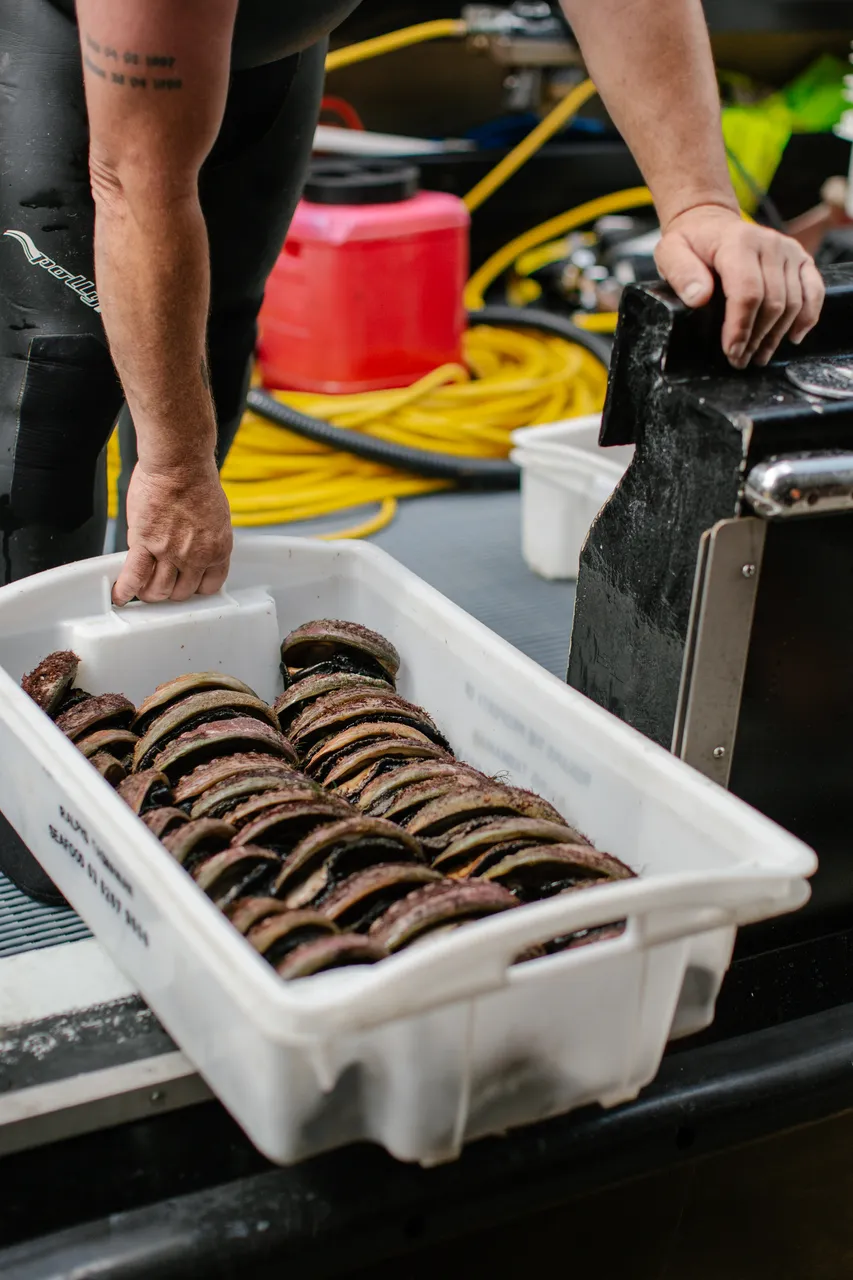 Black Lipped Abalone