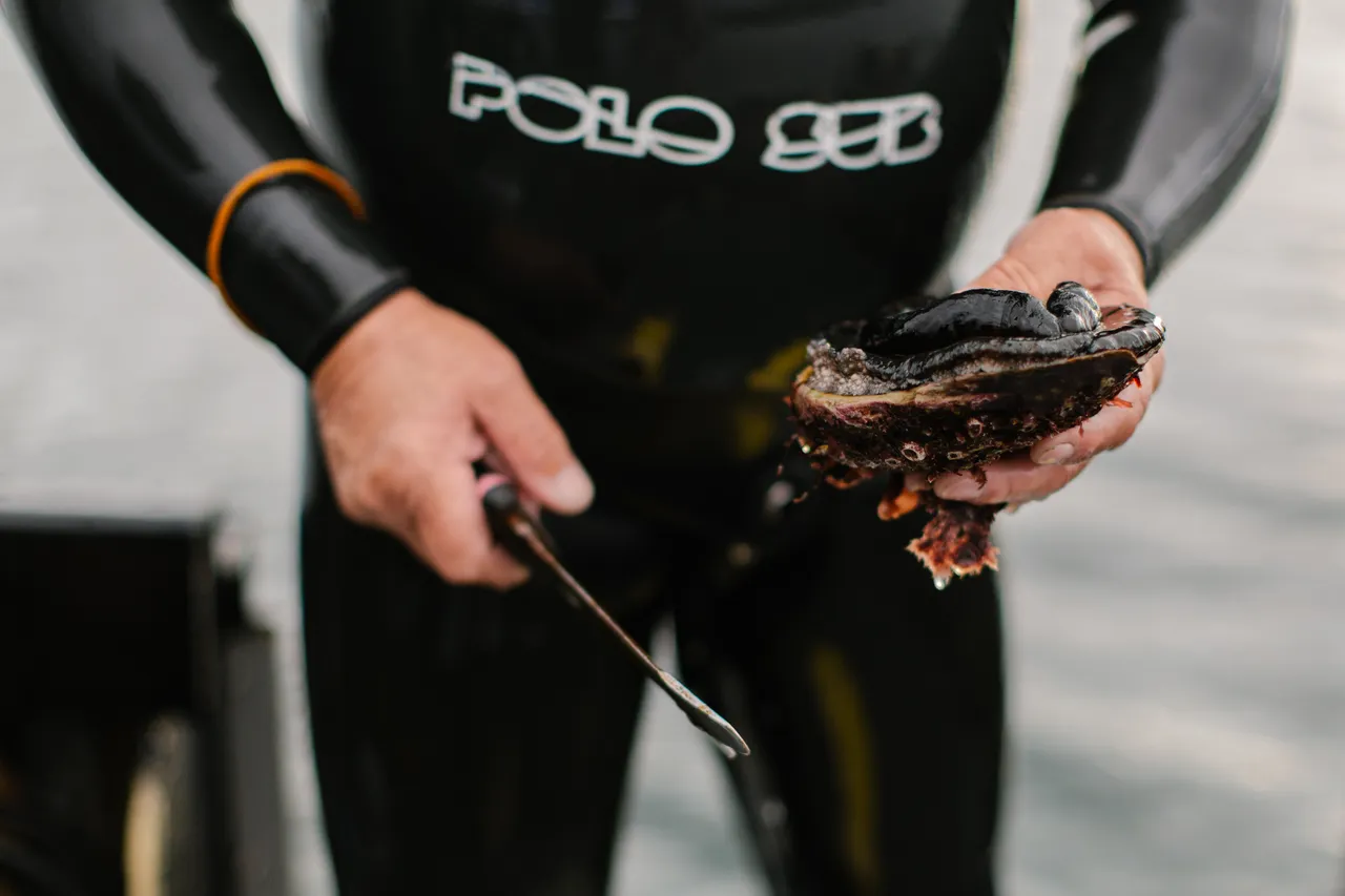 Abalone Diver