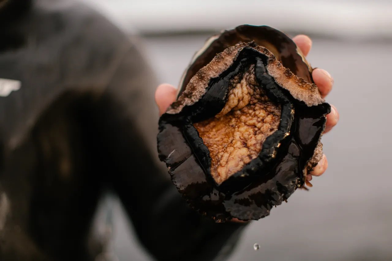 Black Lipped Abalone