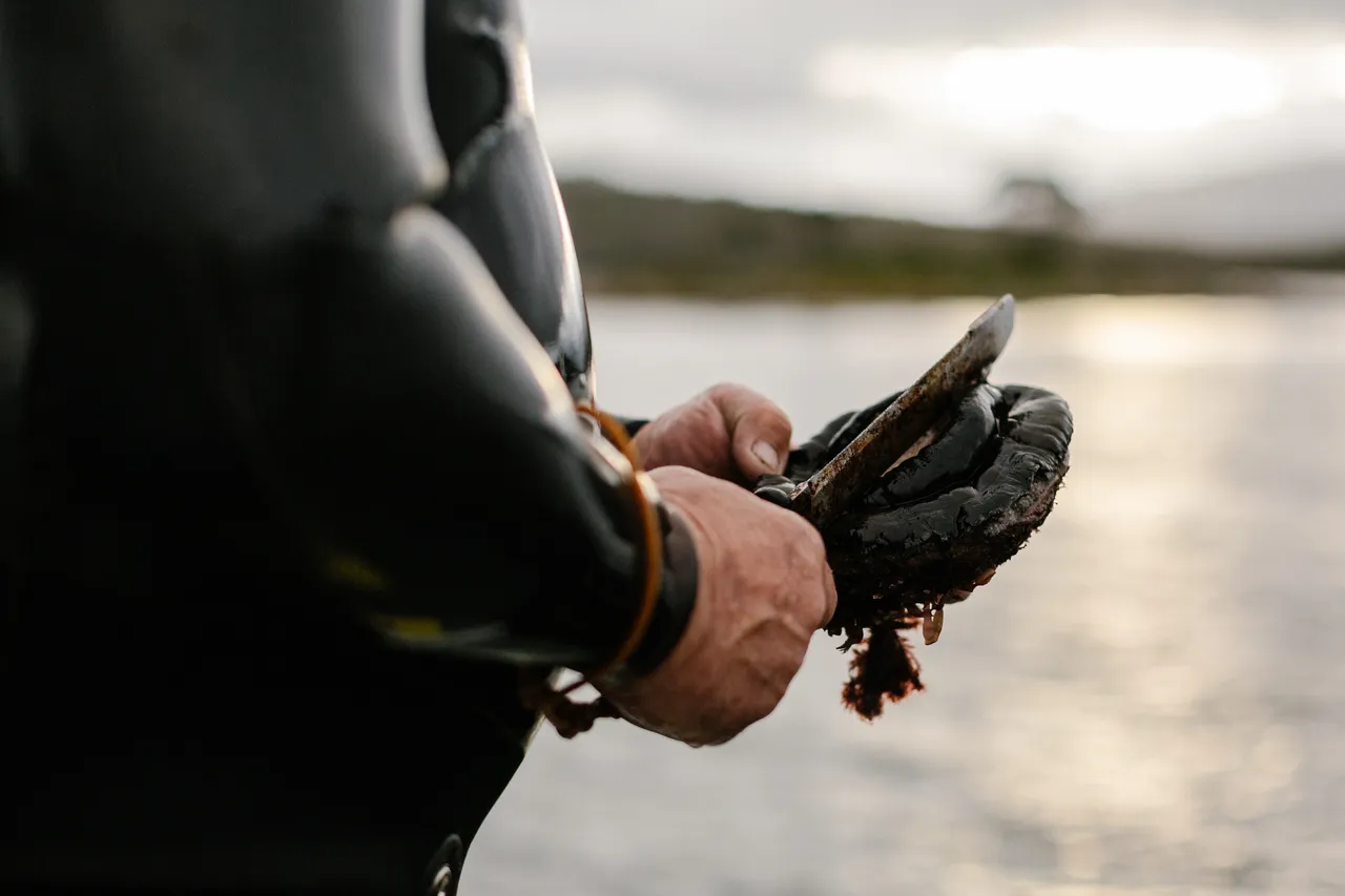 Abalone Diver