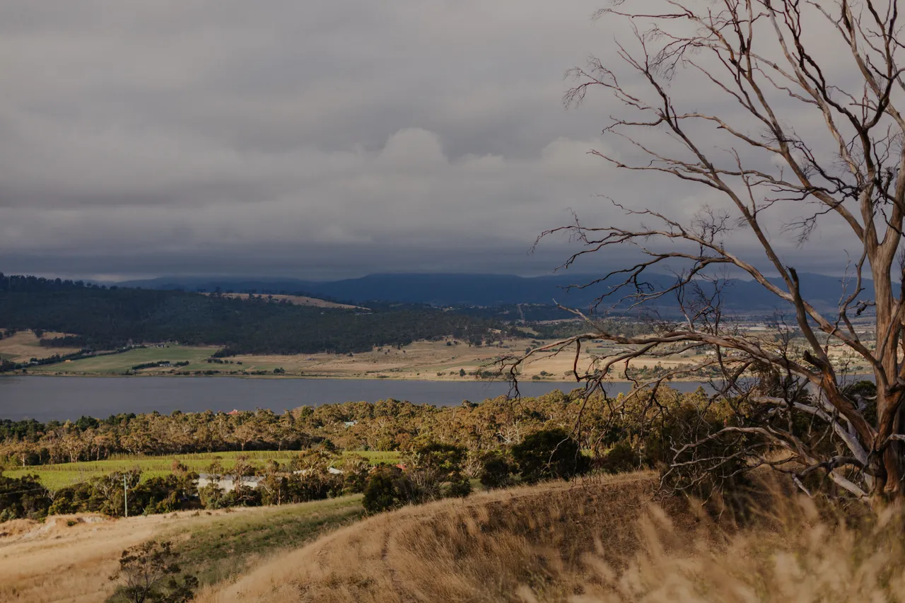 Vineyard