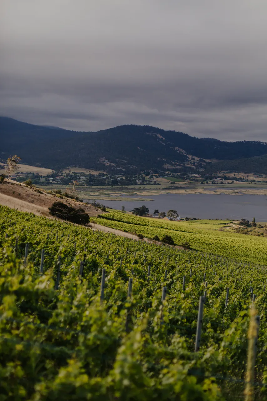 Vineyard
