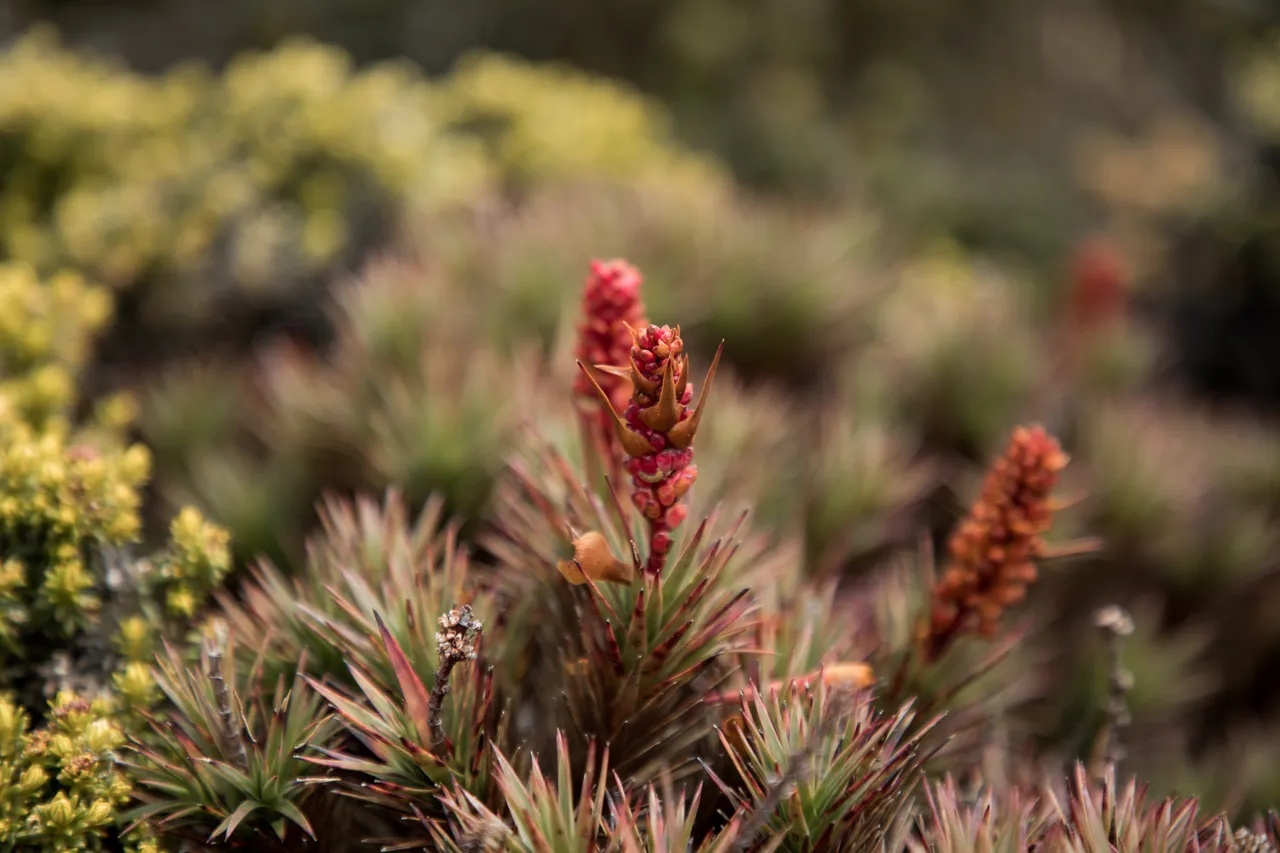 Native Plant