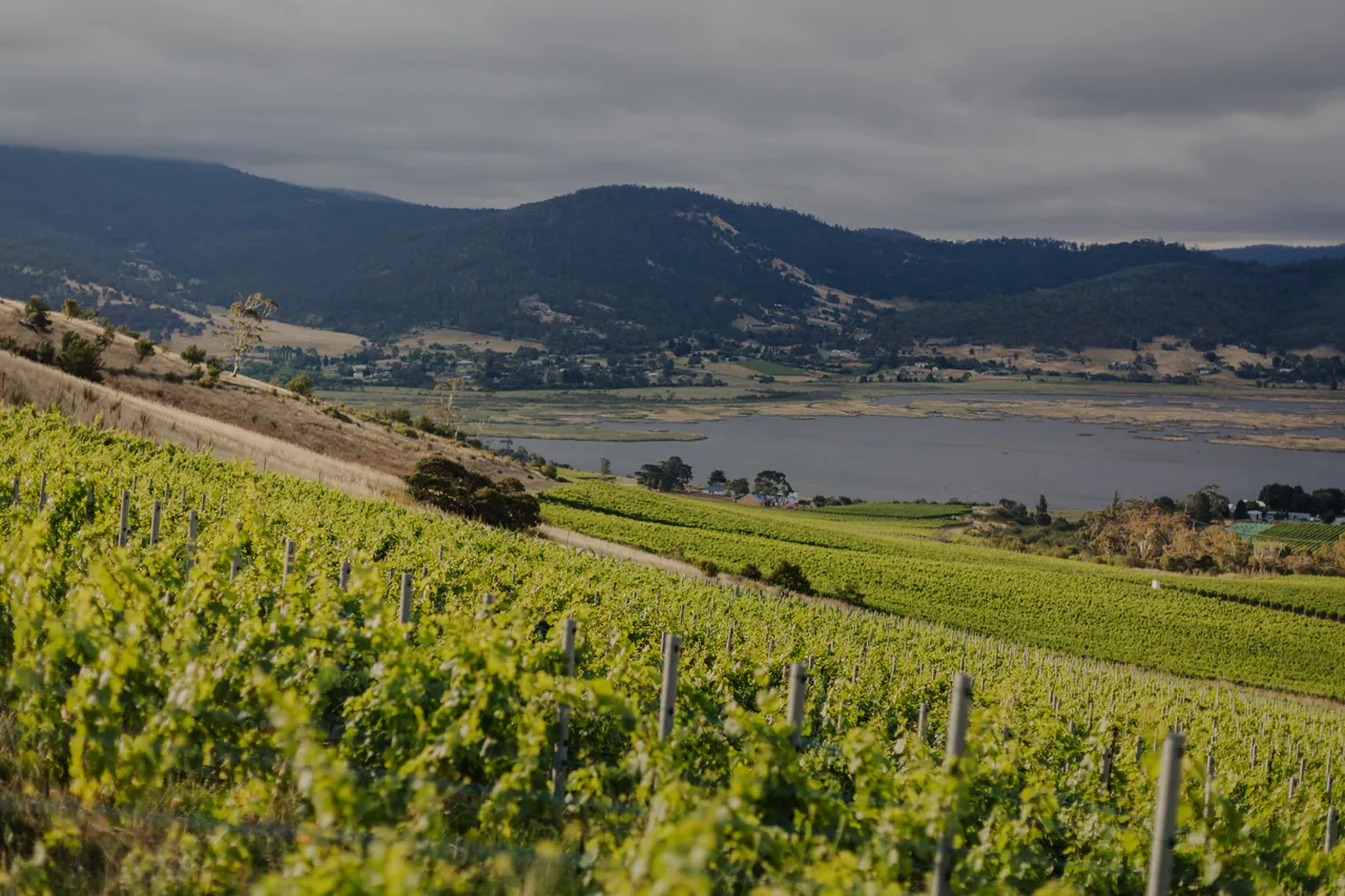 Vineyard