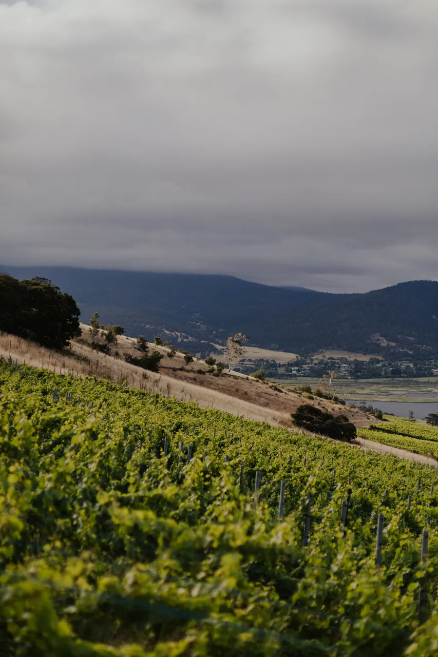 Vineyard