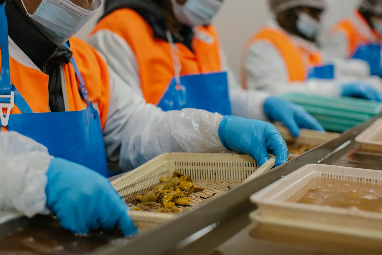 Sea Urchin Processing