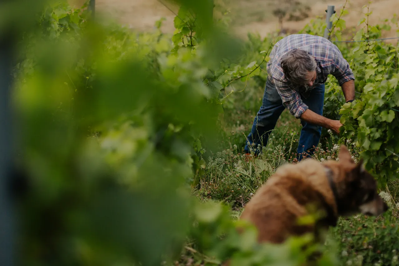 Vineyard