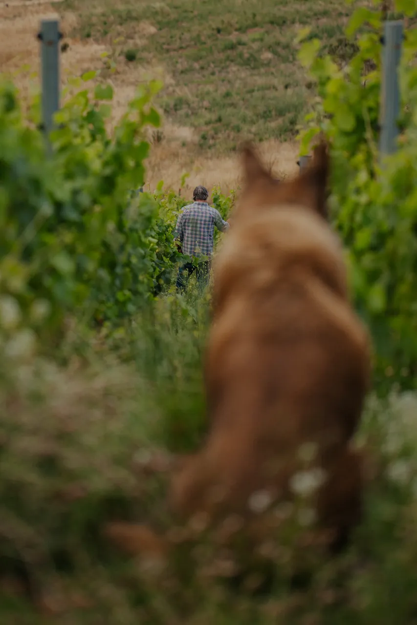 Vineyard Dog