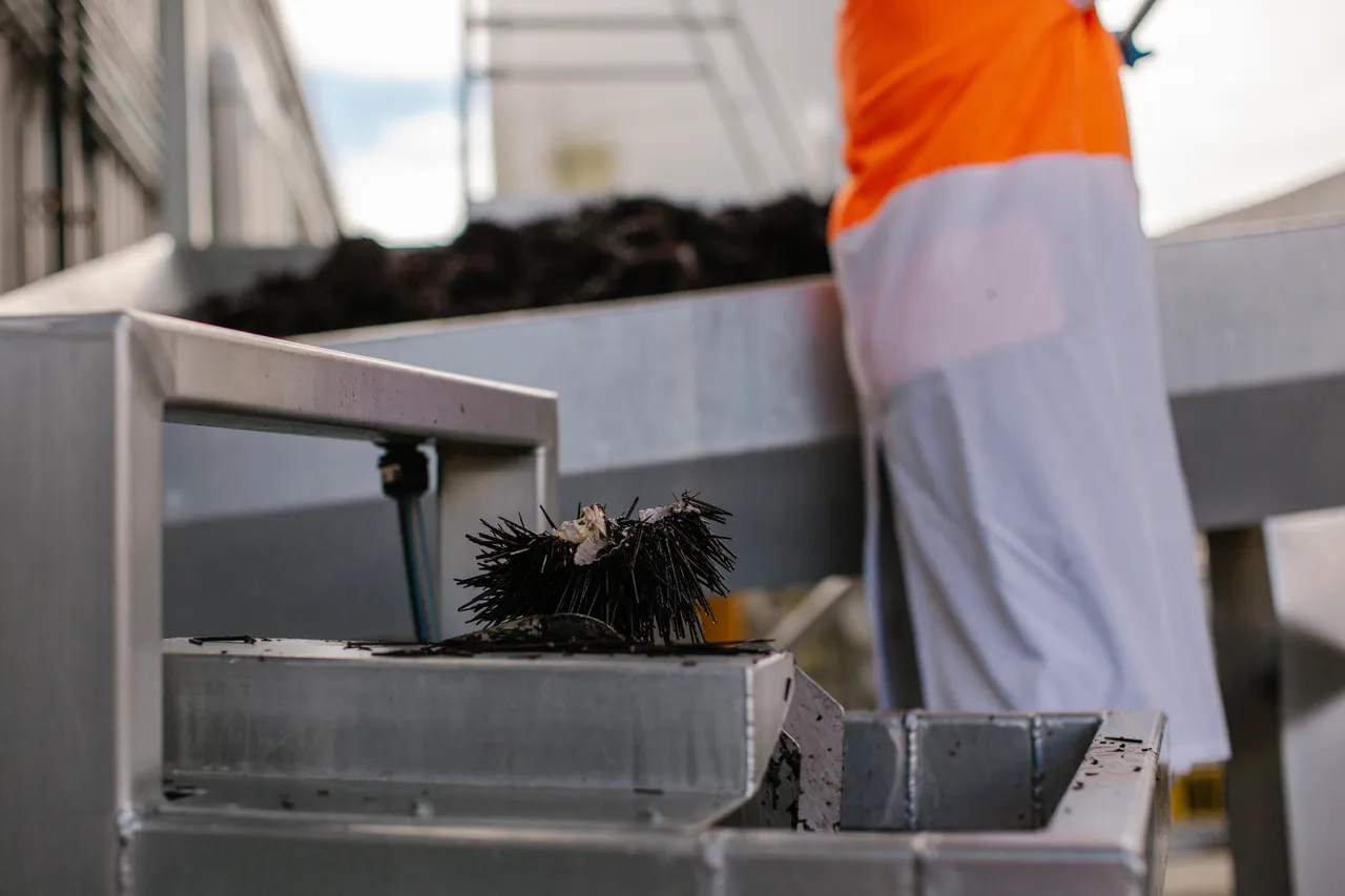 Sea Urchin Processing