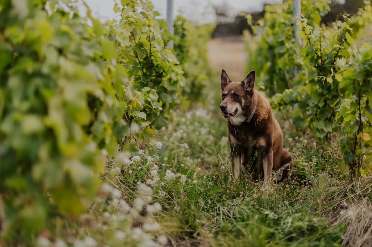 Vineyard Dog