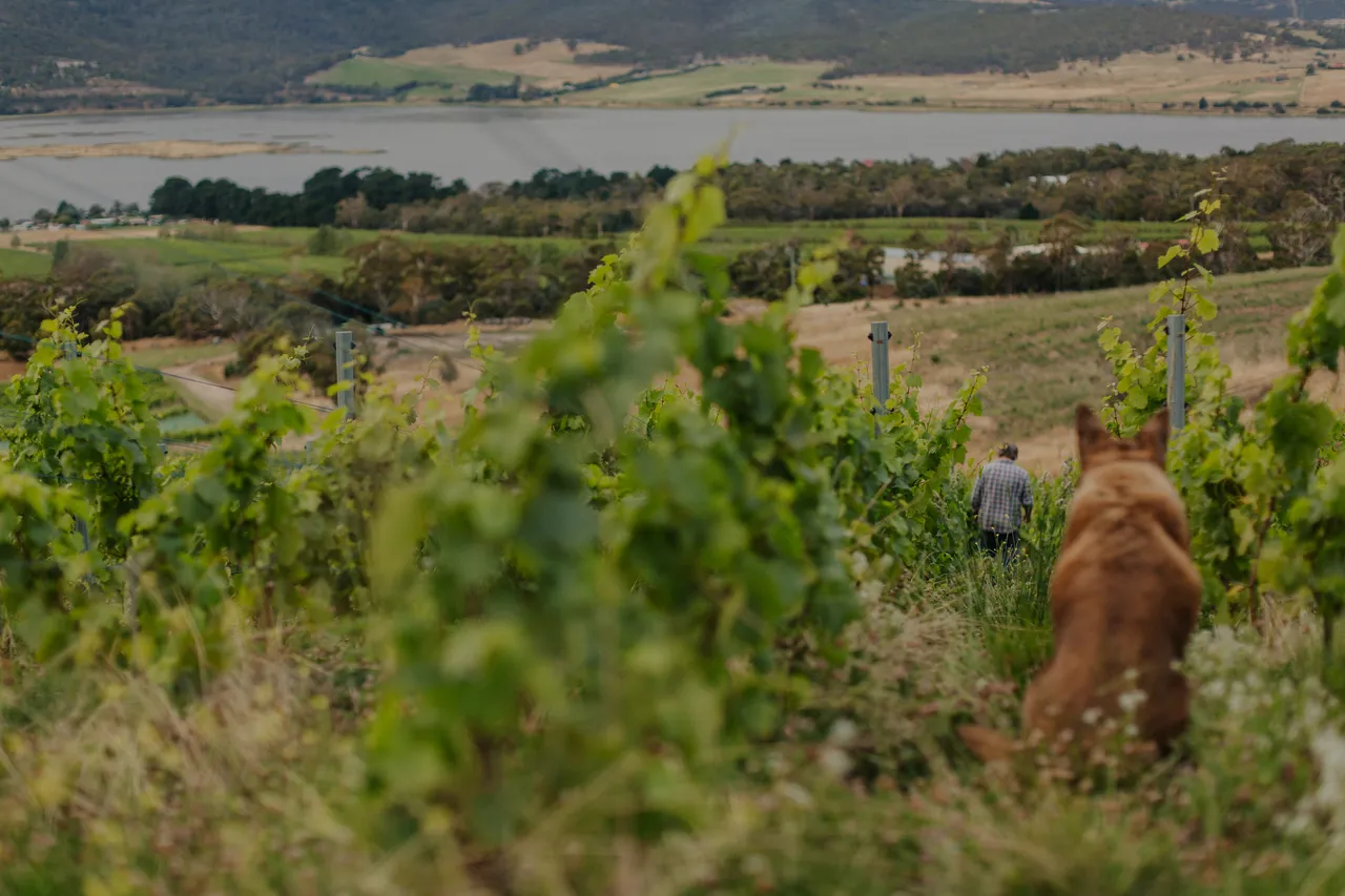 Vineyard Dog