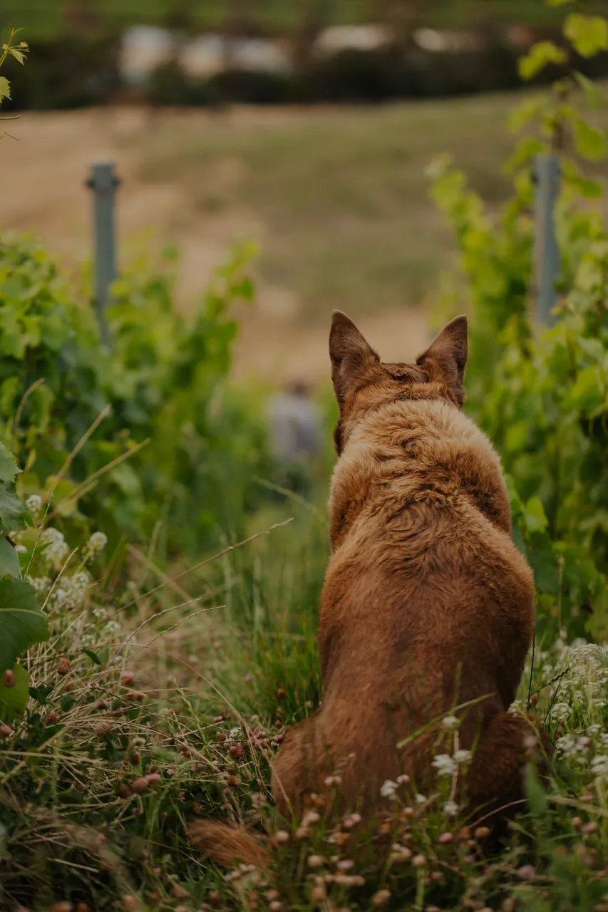 Vineyard Dog