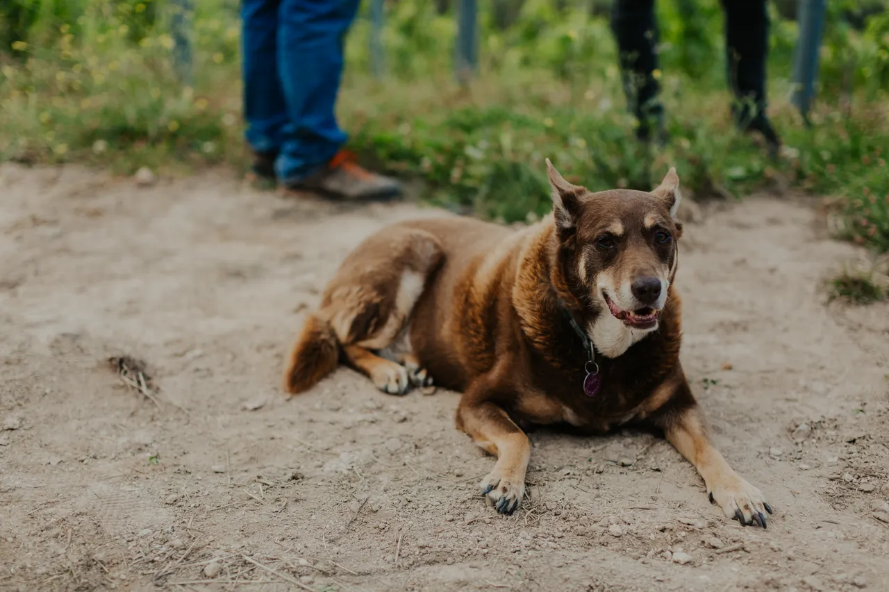 Vineyard Dog