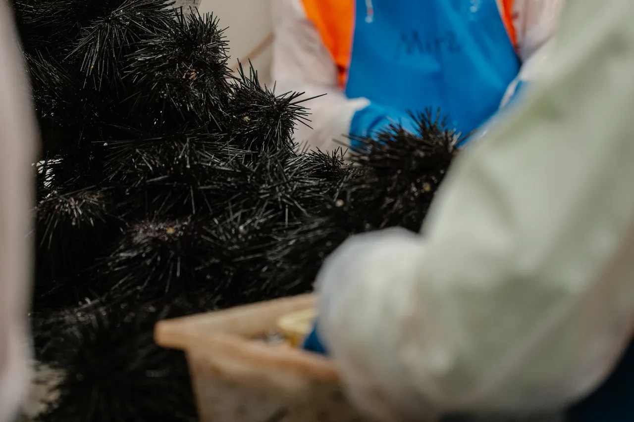 Sea Urchin Processing