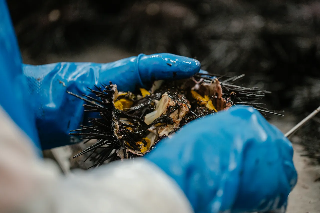 Sea Urchin Processing