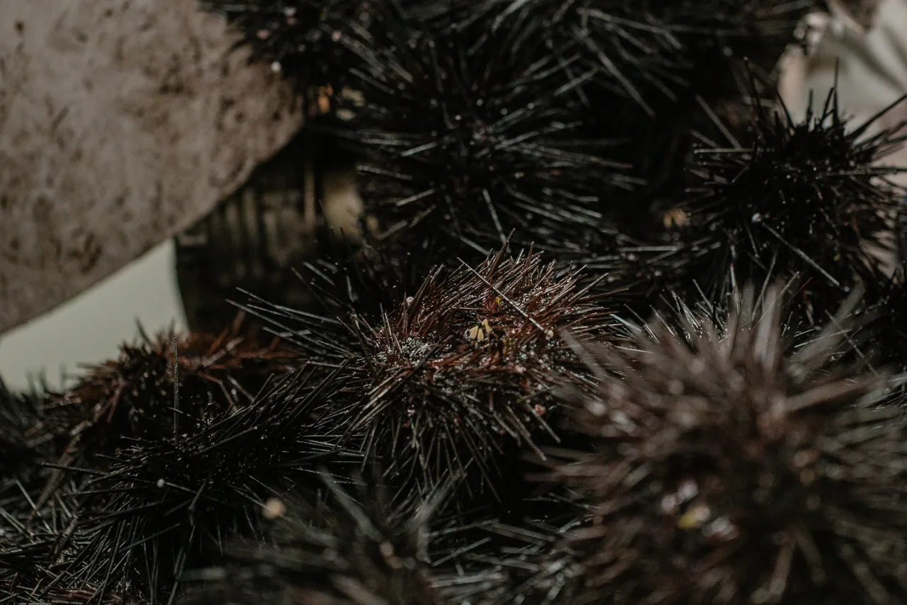 Sea Urchin Processing