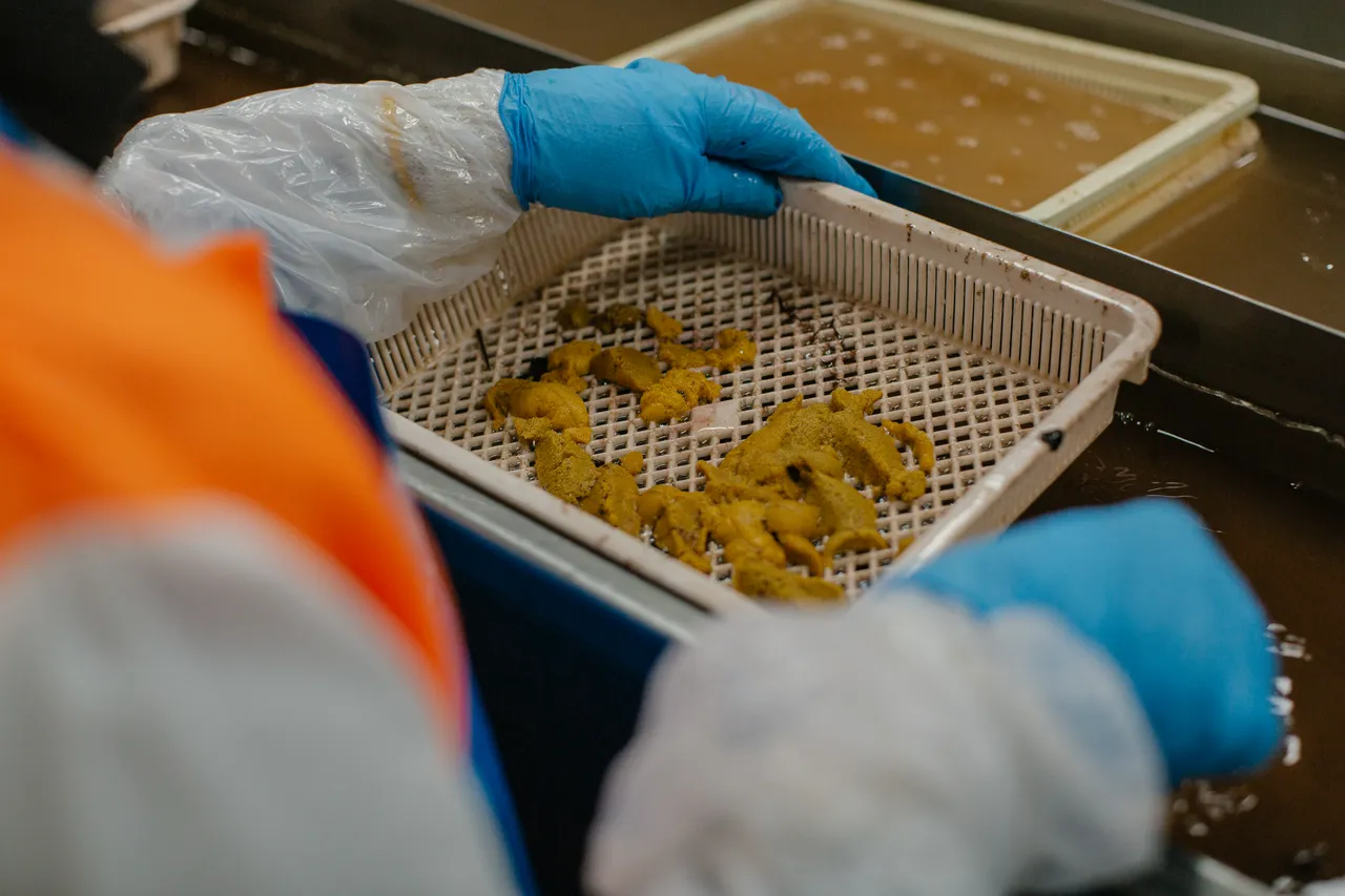 Sea Urchin Processing