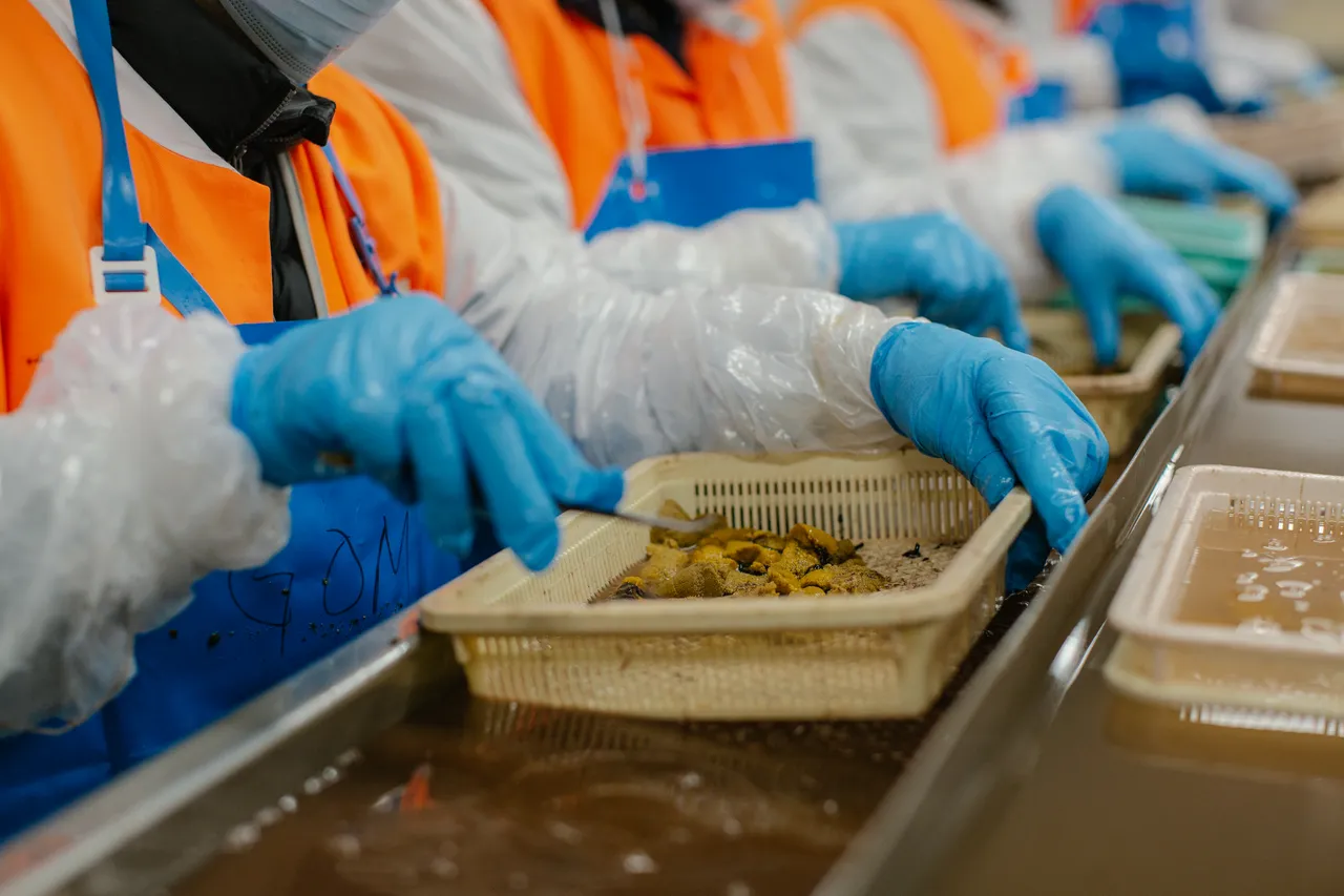 Sea Urchin Processing