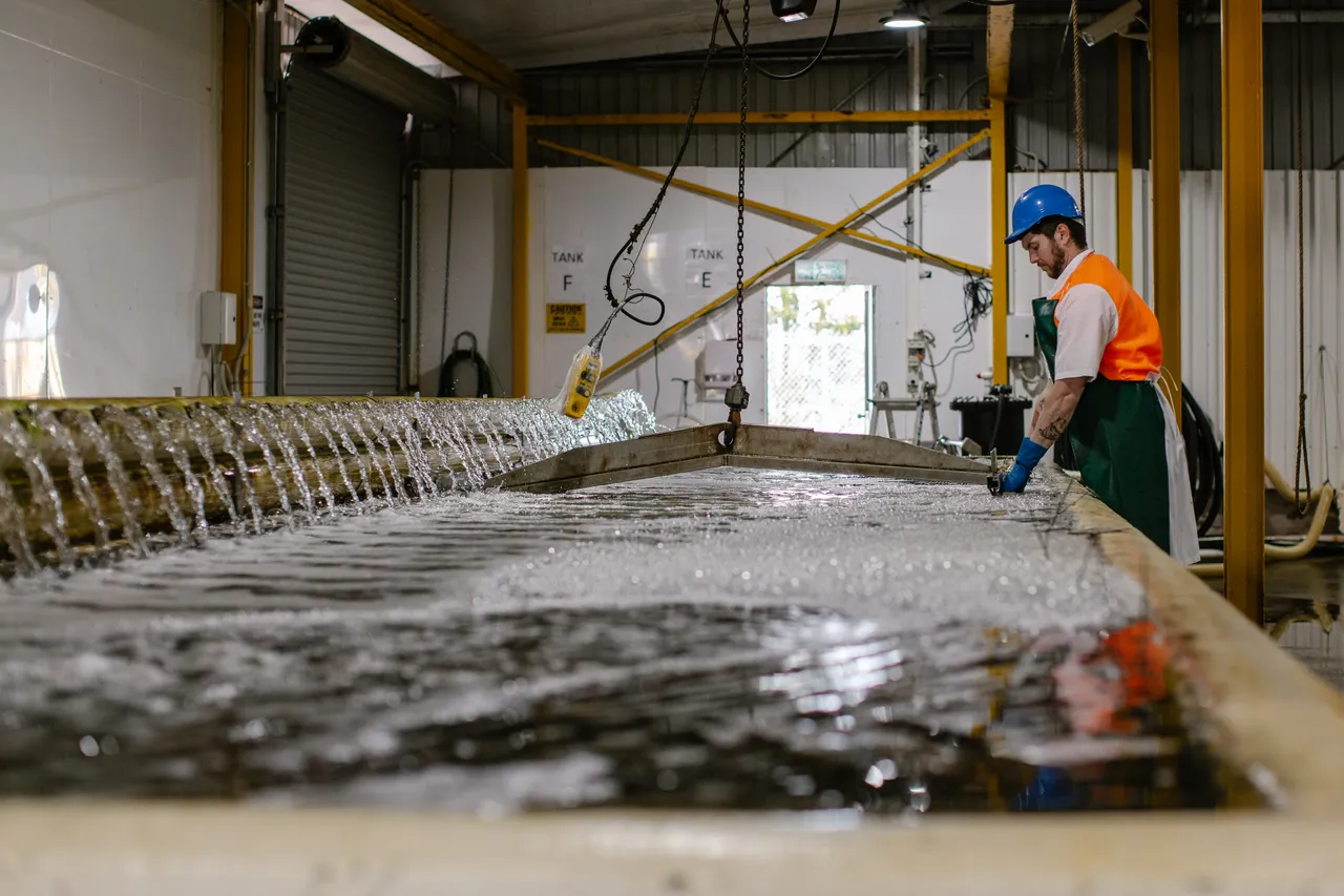 Sea Urchin Processing