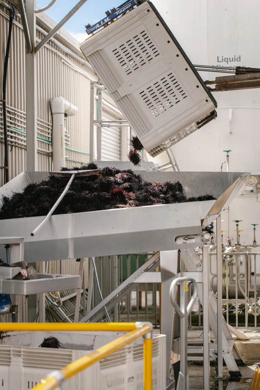 Sea Urchin Processing
