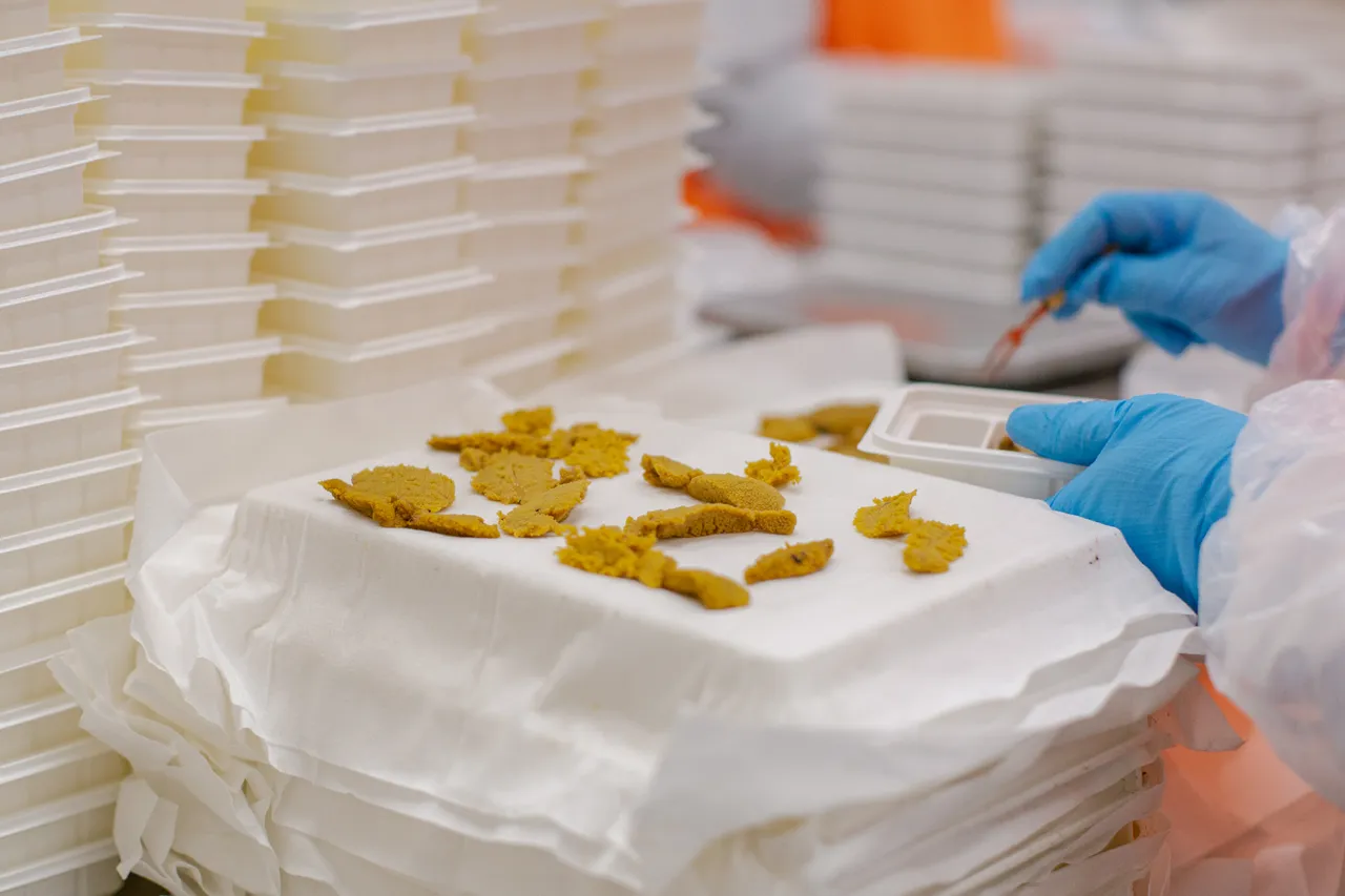 Sea Urchin Processing
