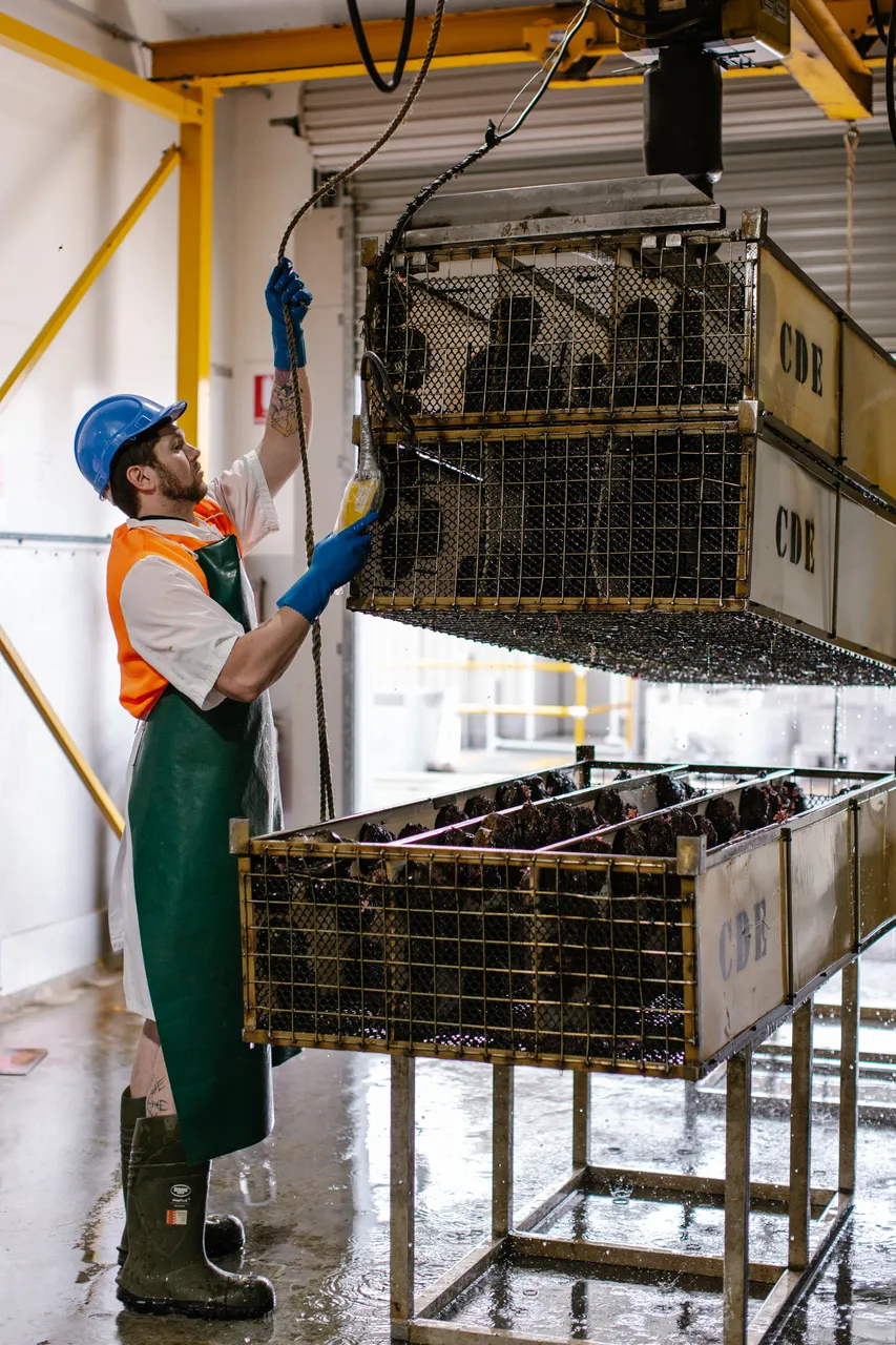 Abalone Processing