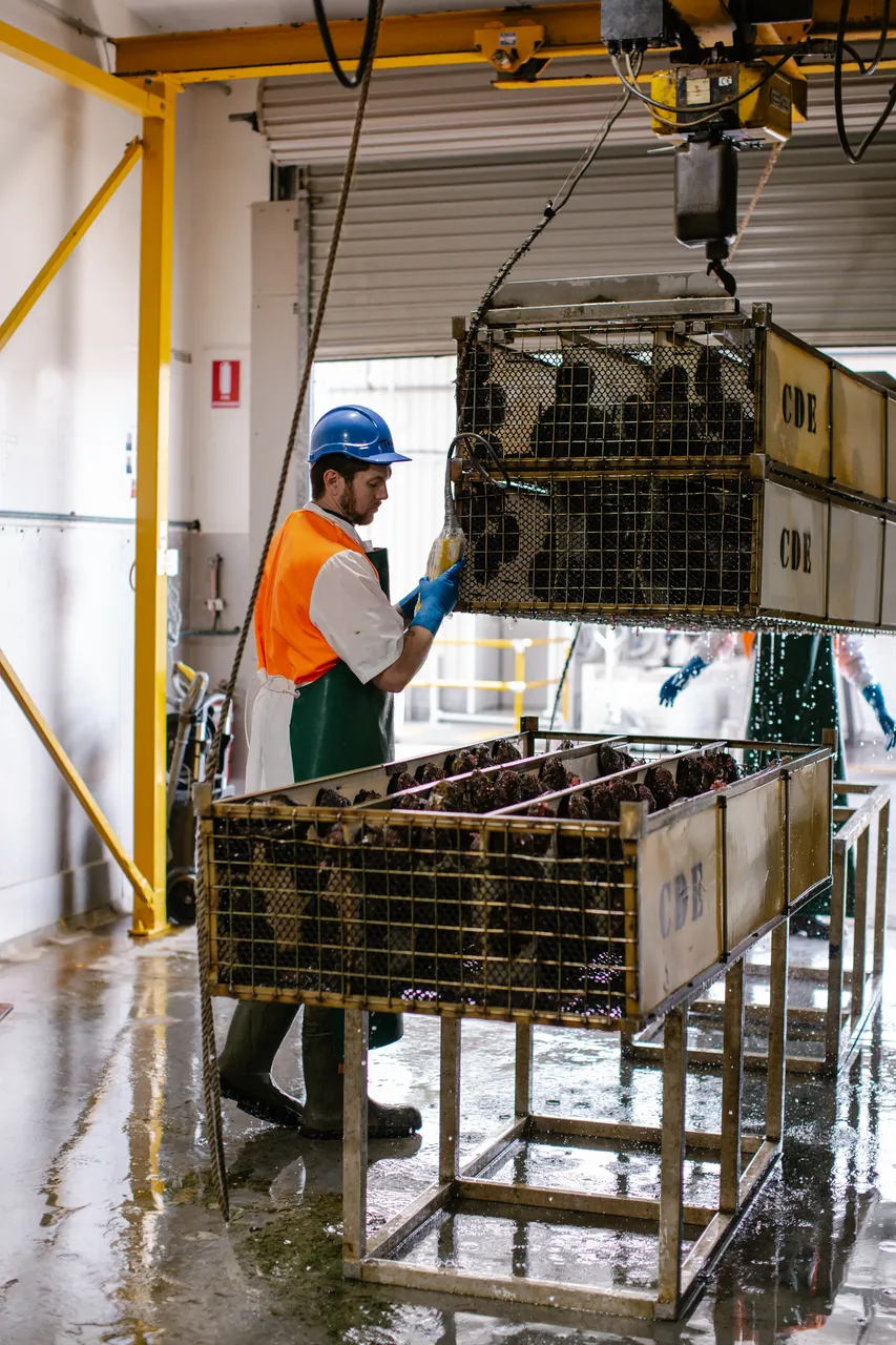 Abalone Processing