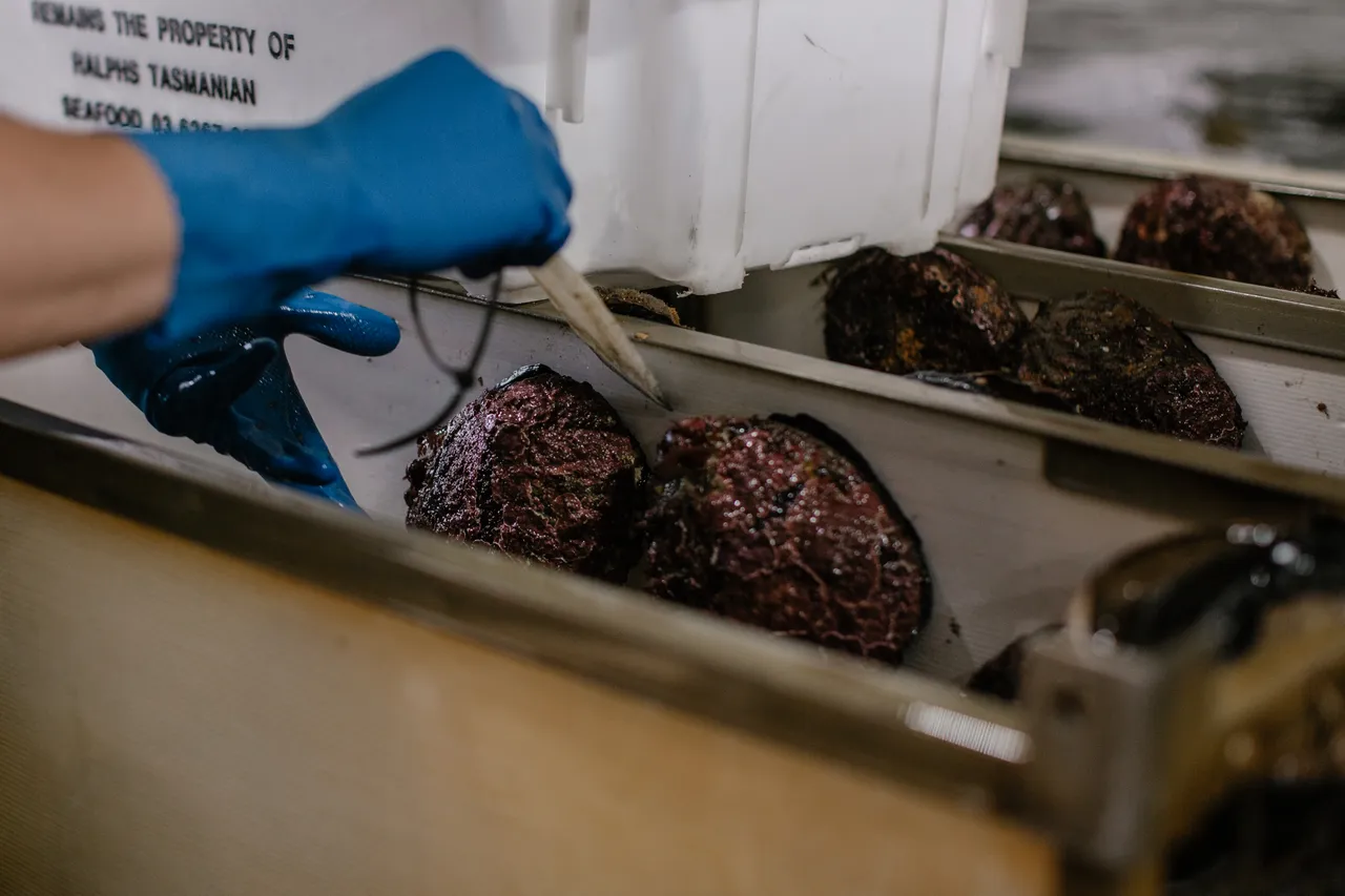 Abalone Processing