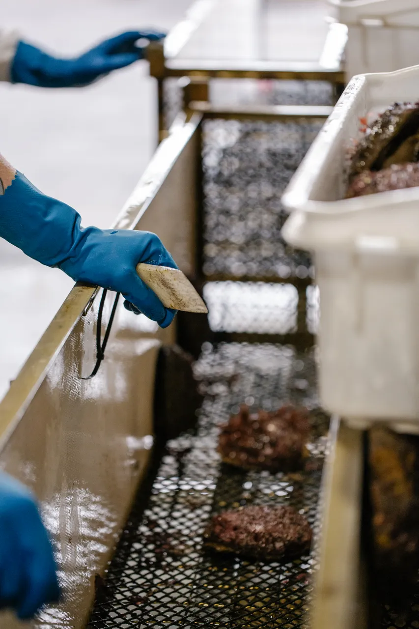 Abalone Processing